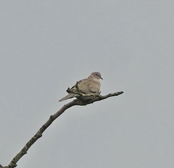 Eurasian Collared-Dove - ML619662592