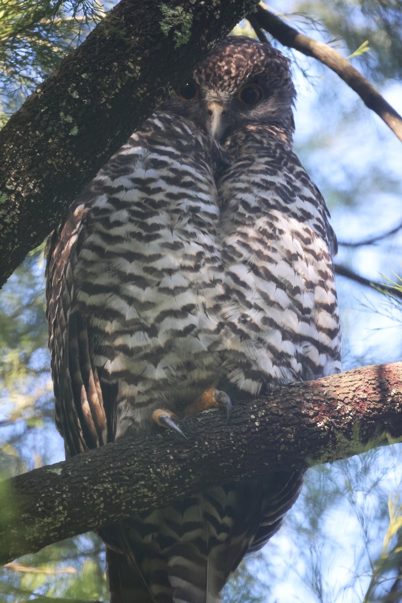 Powerful Owl - GEOFFREY SHINKFIELD