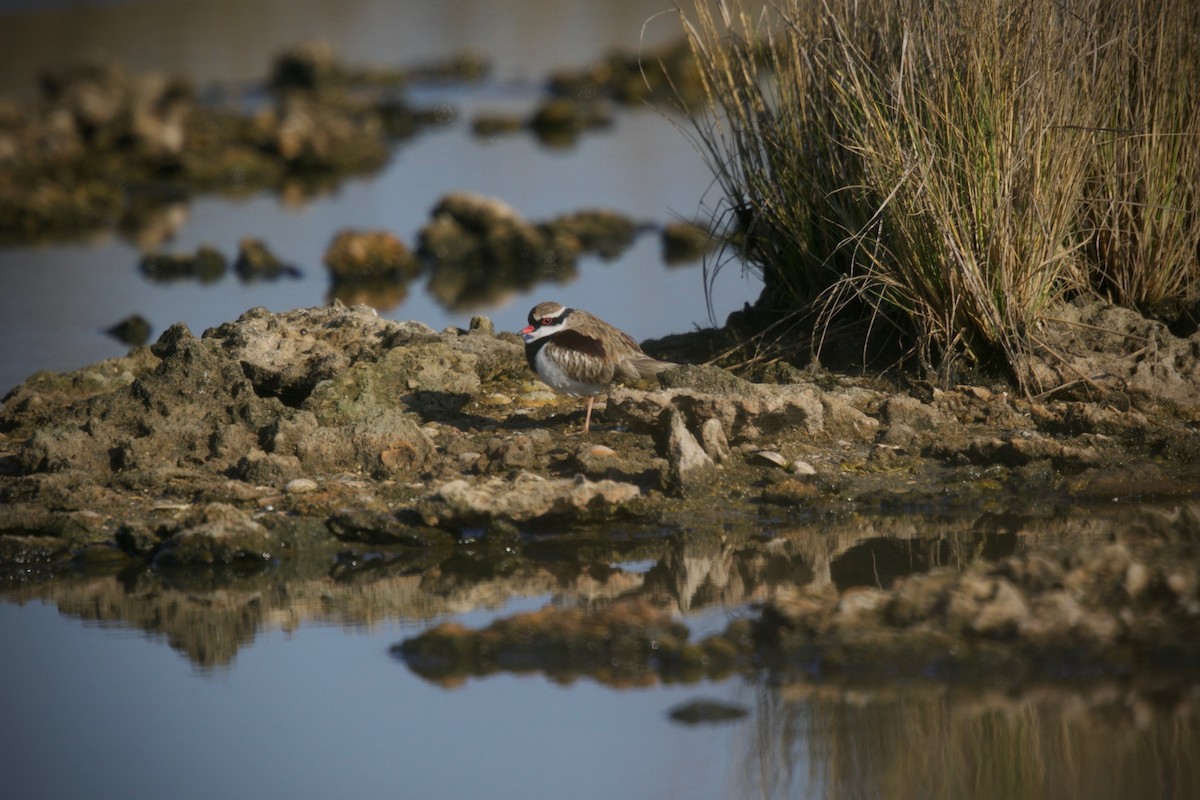 Black-fronted Dotterel - David  Tytherleigh