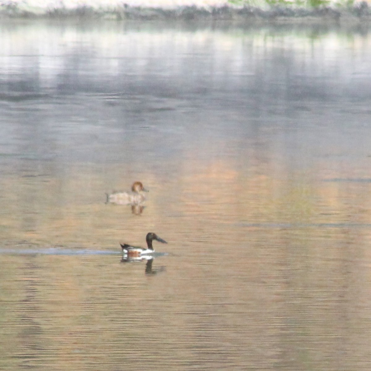 Northern Shoveler - Marsha Painter