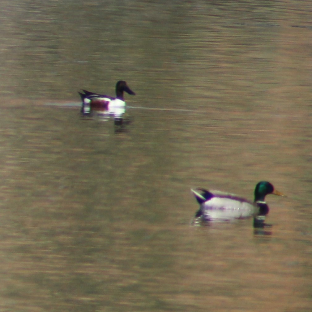 Northern Shoveler - Marsha Painter