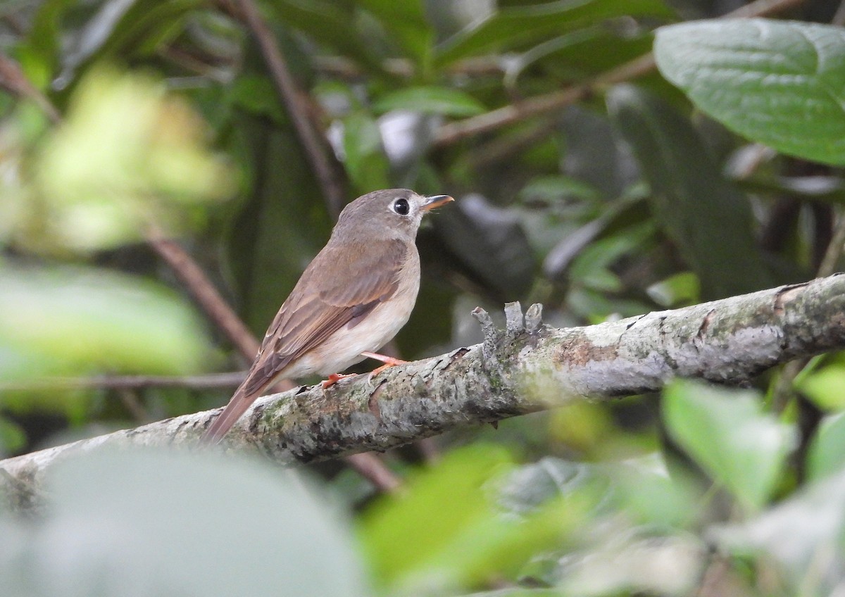 Brown-breasted Flycatcher - ML619662607