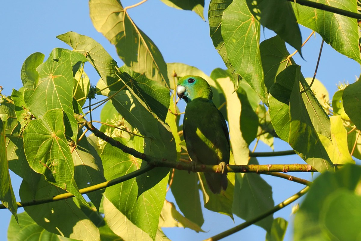 Guaiabero lunulé - ML619662608