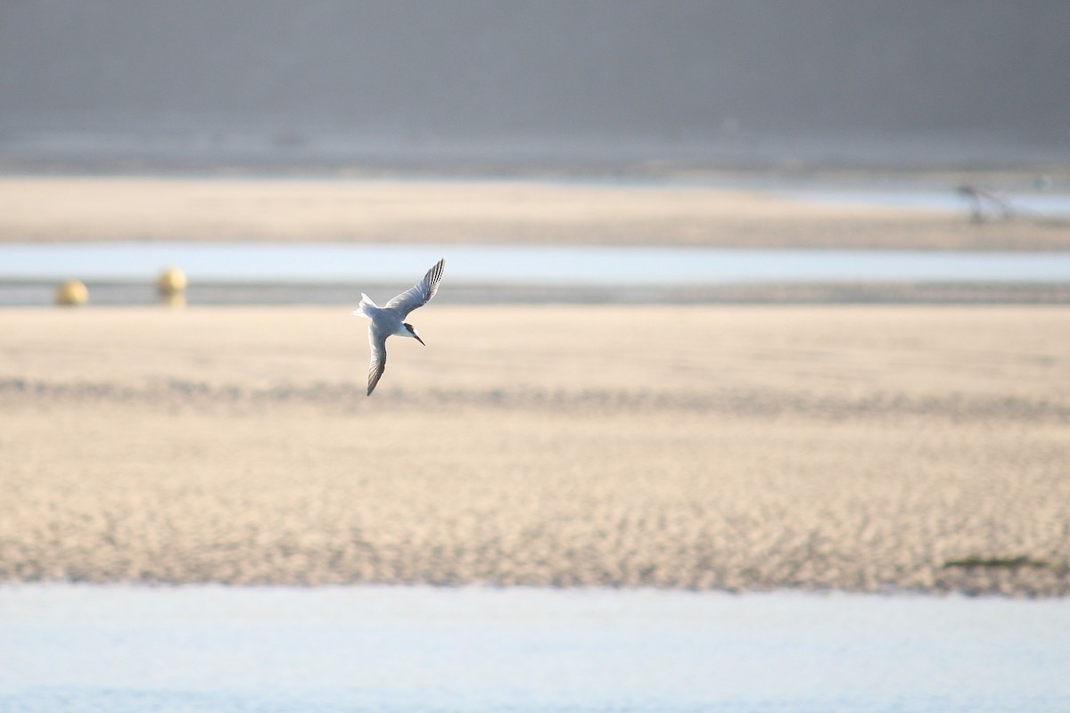 Little Tern - Gideon Williams