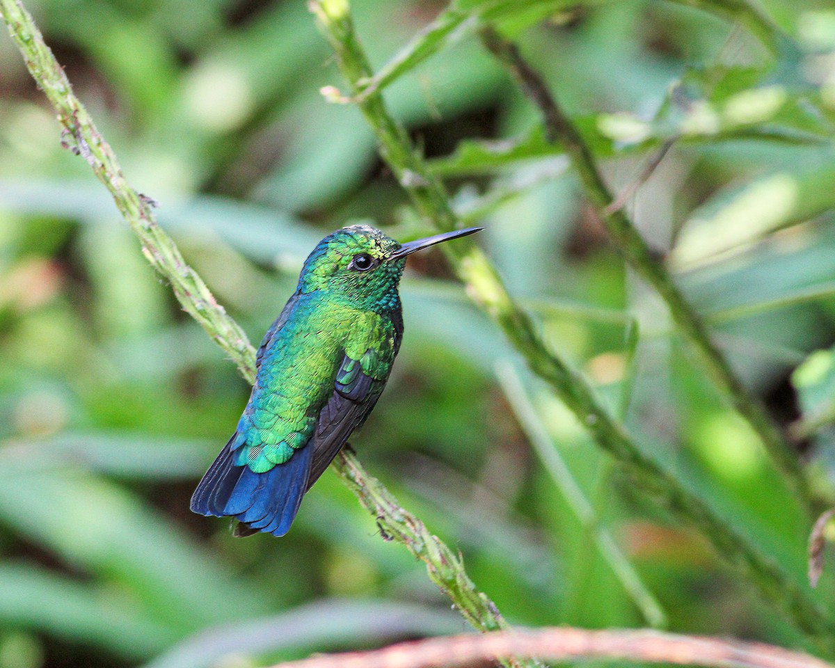kolibřík modroocasý - ML619662611
