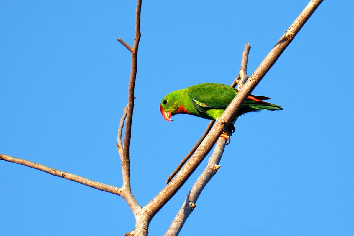 Philippine Hanging-Parrot - ML619662613