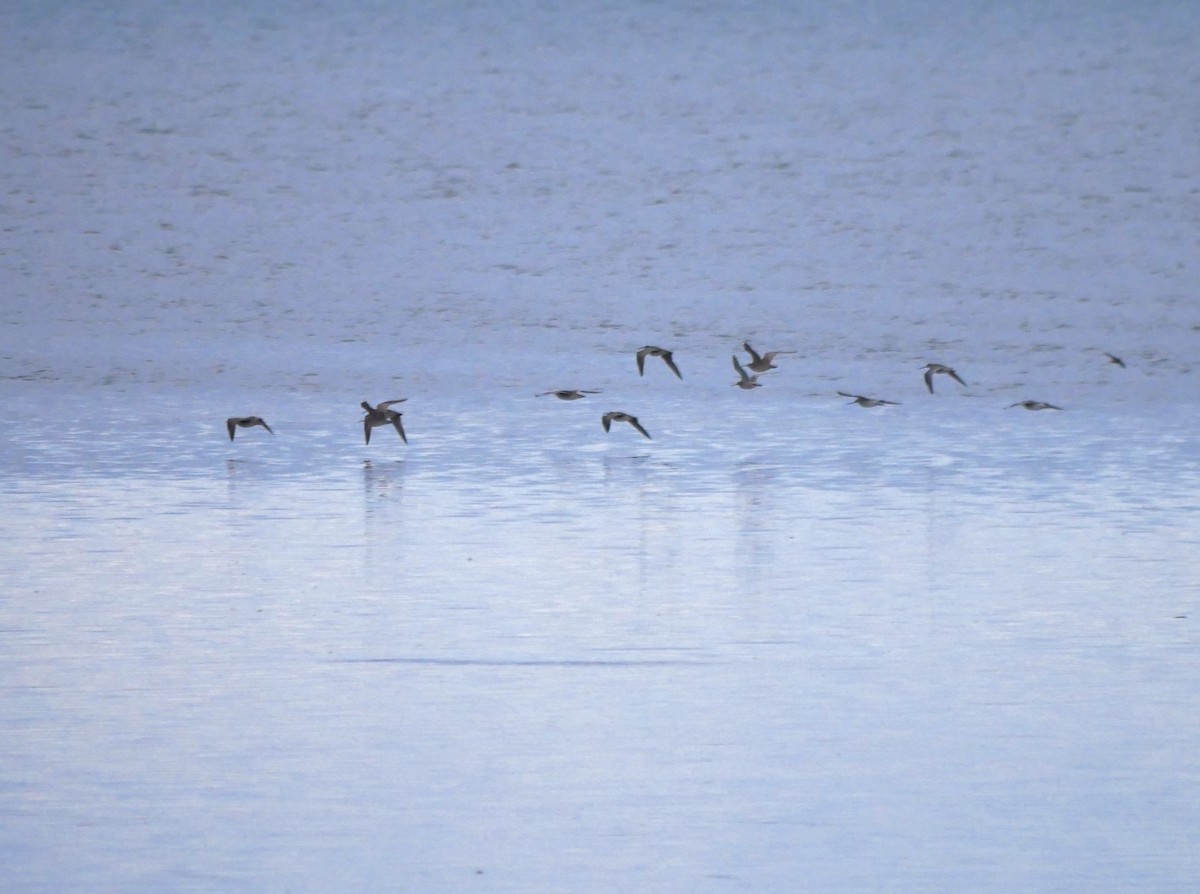 Bar-tailed Godwit - ML619662615