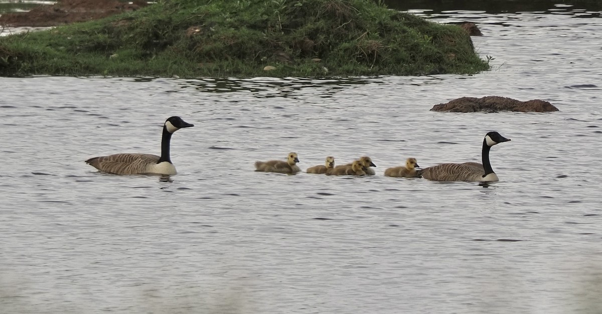 Canada Goose - James Tatlow