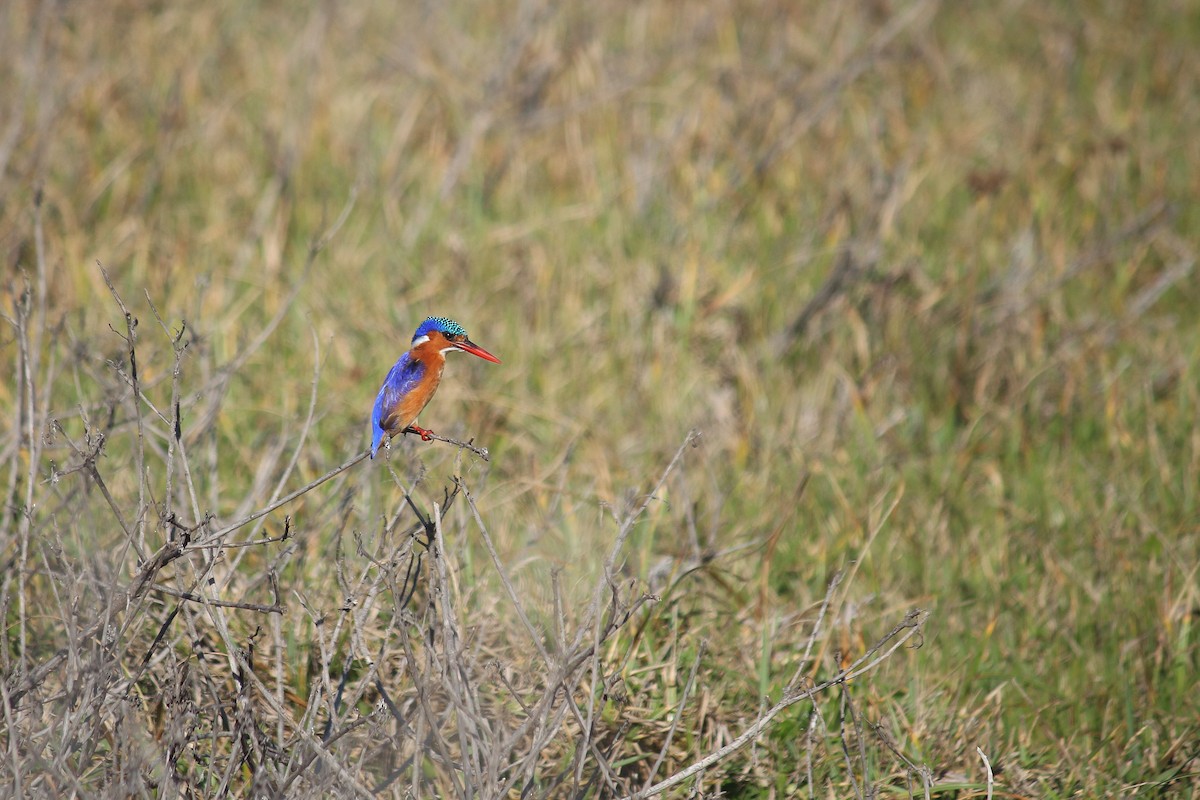 Malachite Kingfisher - Gideon Williams