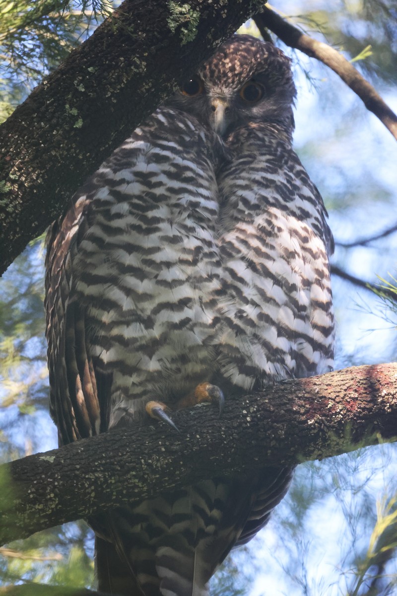 Powerful Owl - GEOFFREY SHINKFIELD