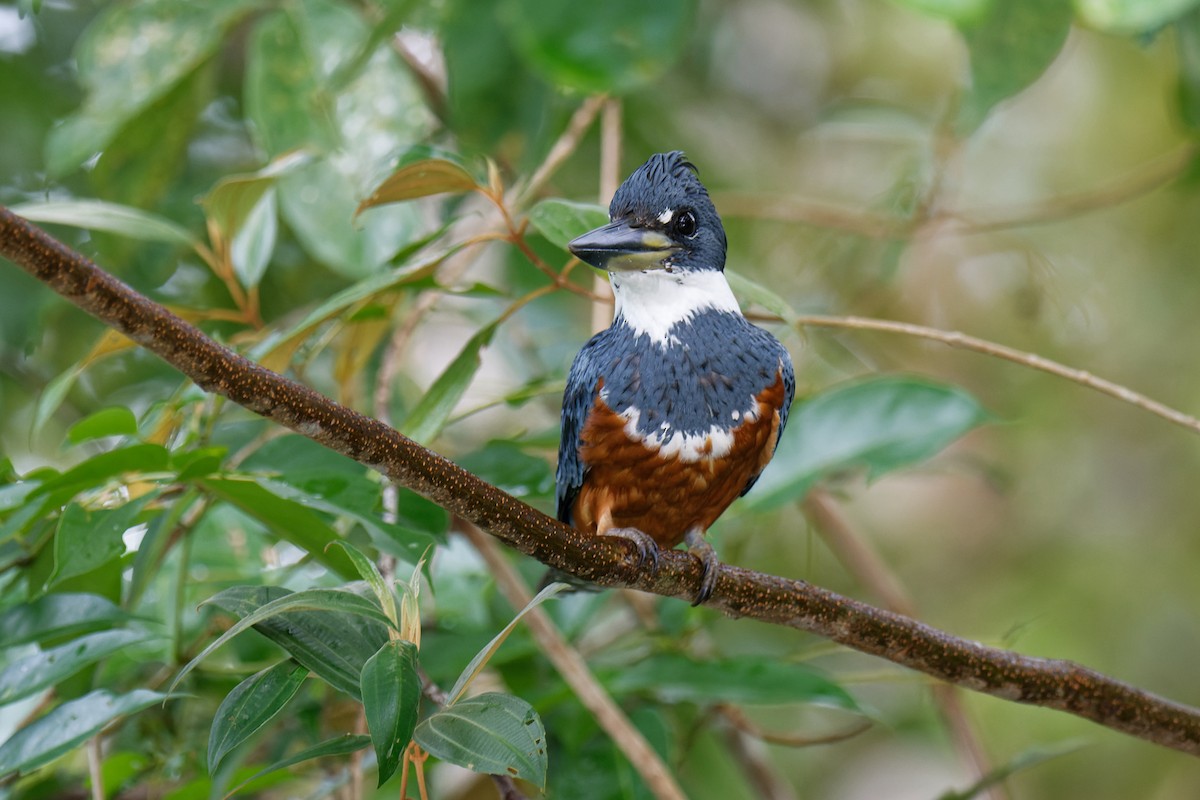 Ringed Kingfisher - Birding Guides