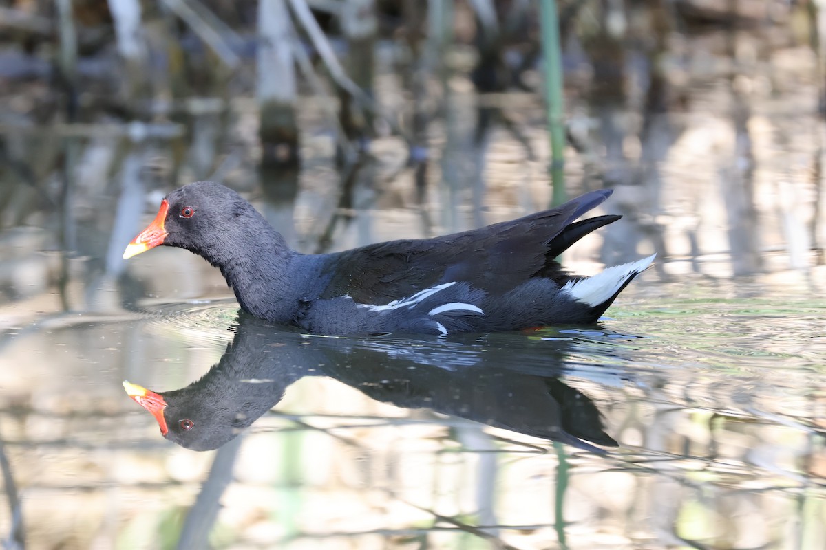 Eurasian Moorhen - ML619662637