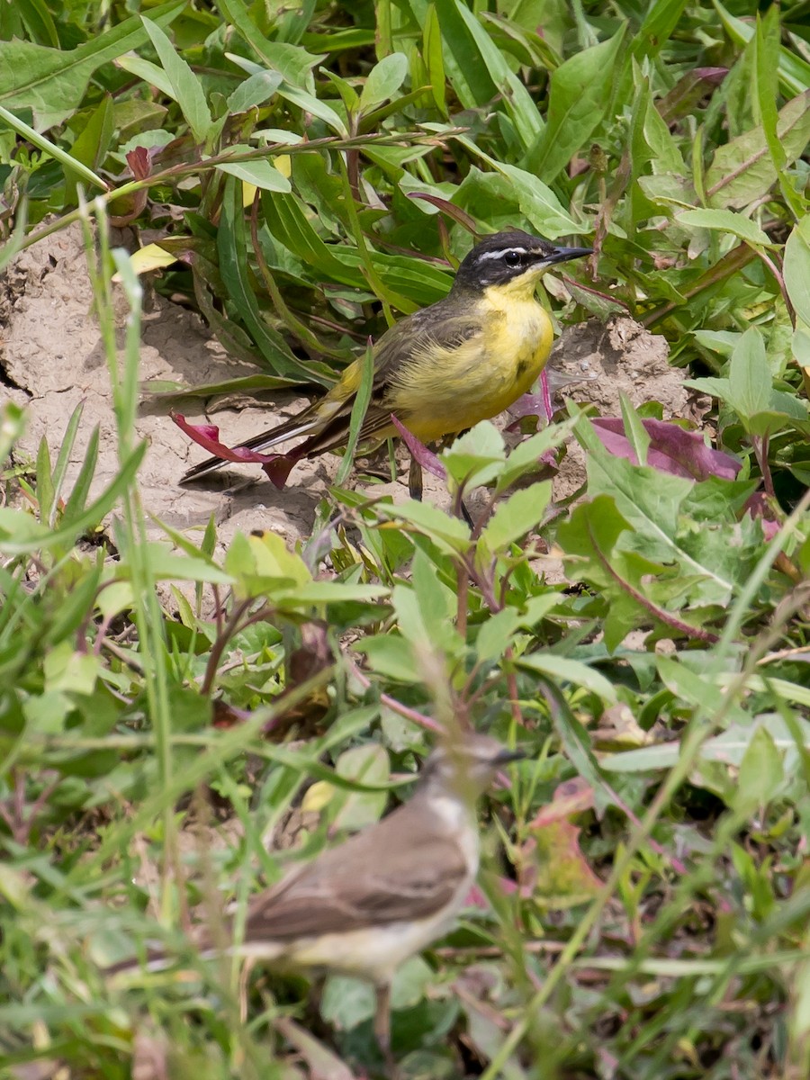 Western Yellow Wagtail (superciliaris-type intergrade) - ML619662640