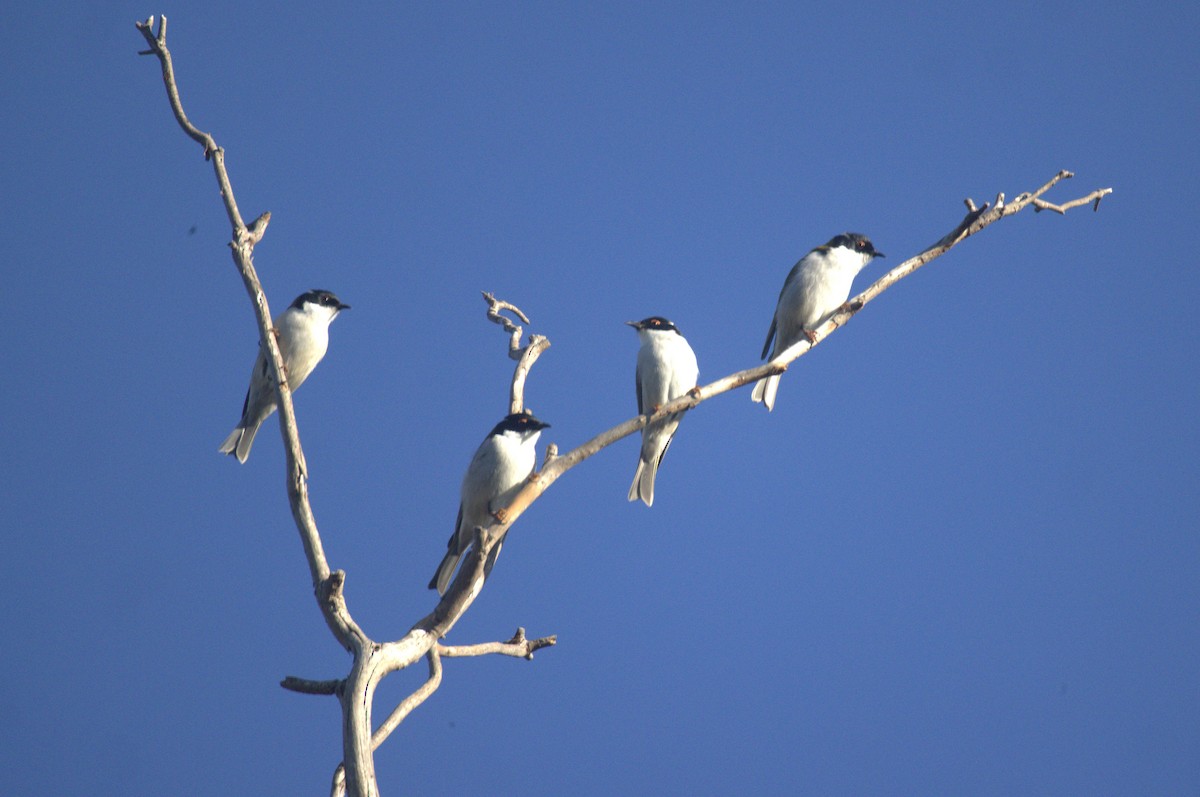 White-naped Honeyeater - GEOFFREY SHINKFIELD