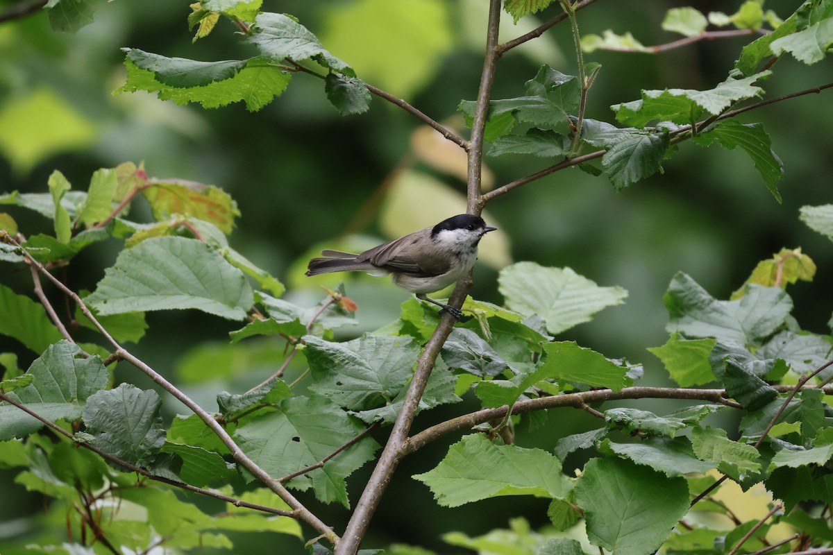 Coal Tit - Rafael LERCH