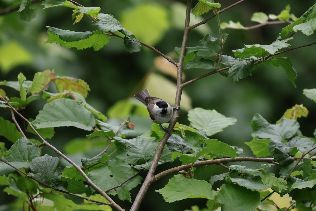 Coal Tit - Rafael LERCH