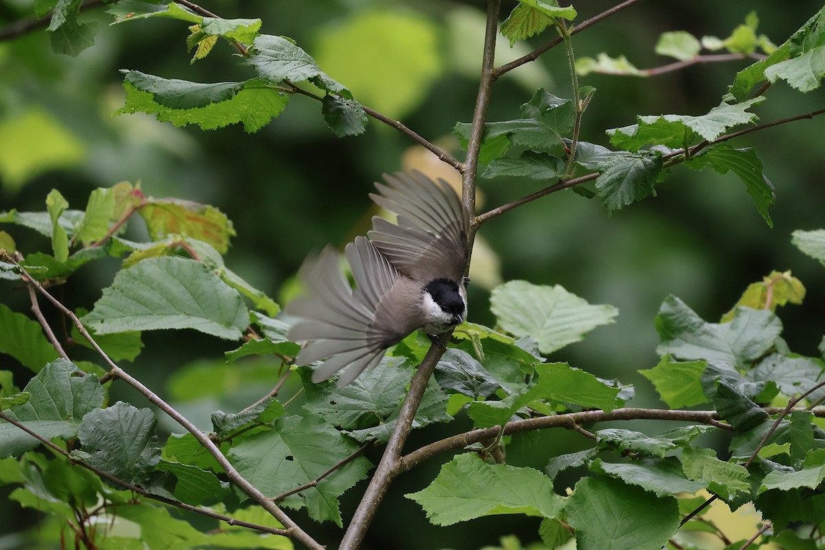 Coal Tit - Rafael LERCH