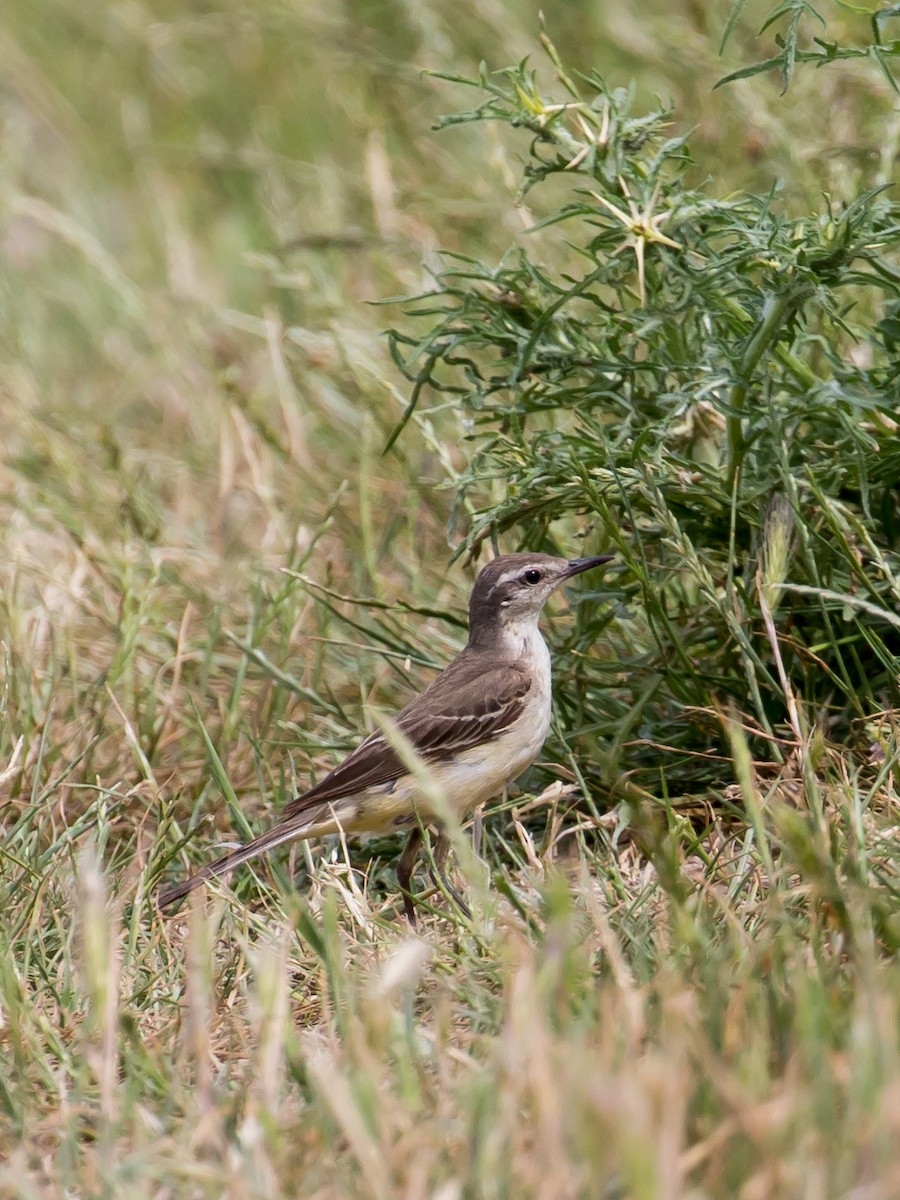 Western Yellow Wagtail - Milan Martic