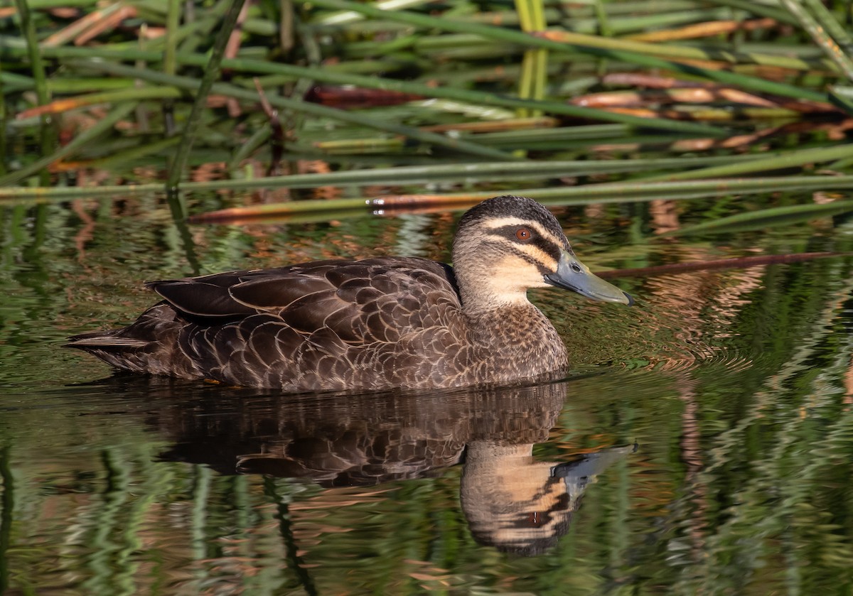 Pacific Black Duck - ML619662653