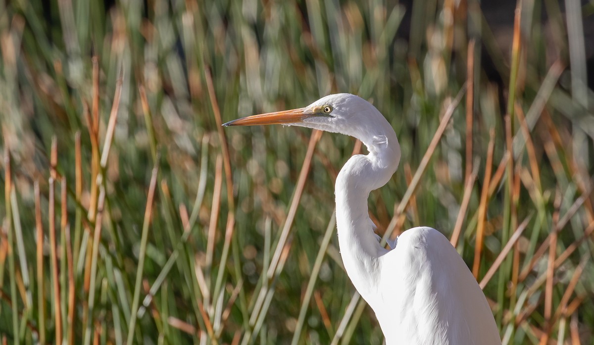 Great Egret (modesta) - Paul Brooks