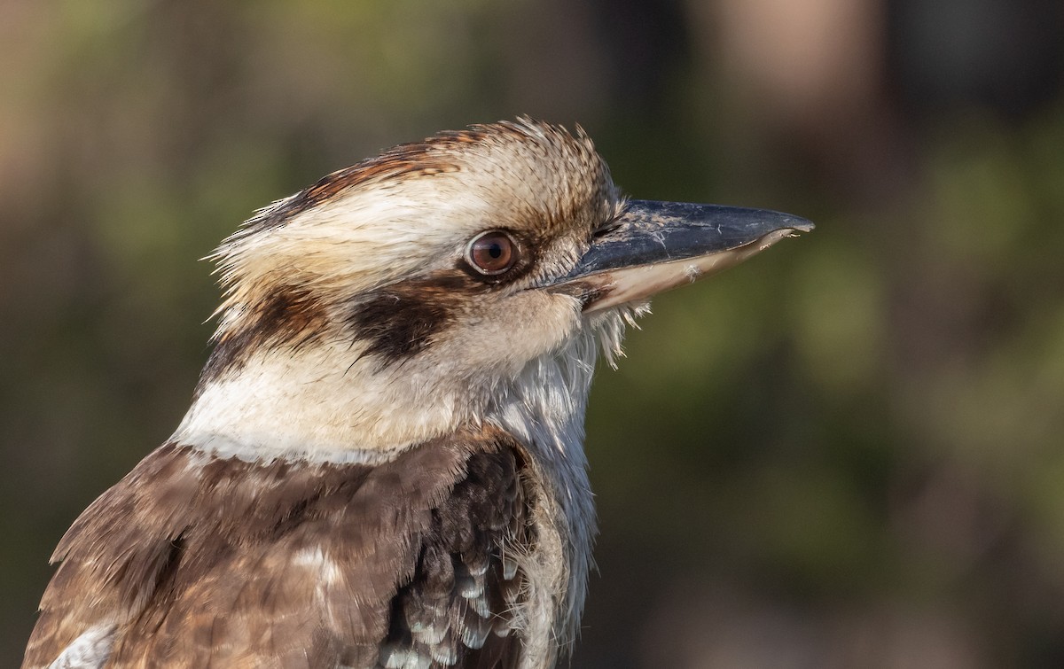 Laughing Kookaburra - Paul Brooks