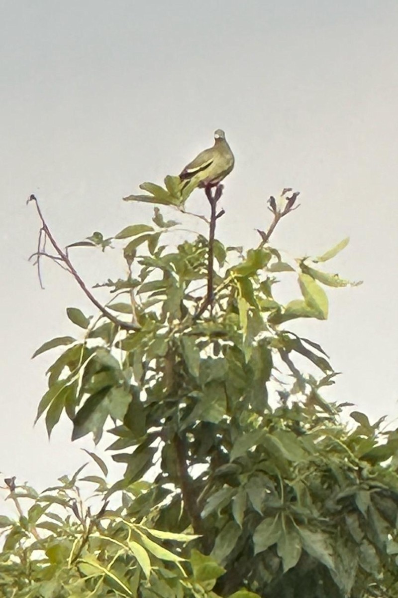 Pink-necked Green-Pigeon - Akshita A Kumar