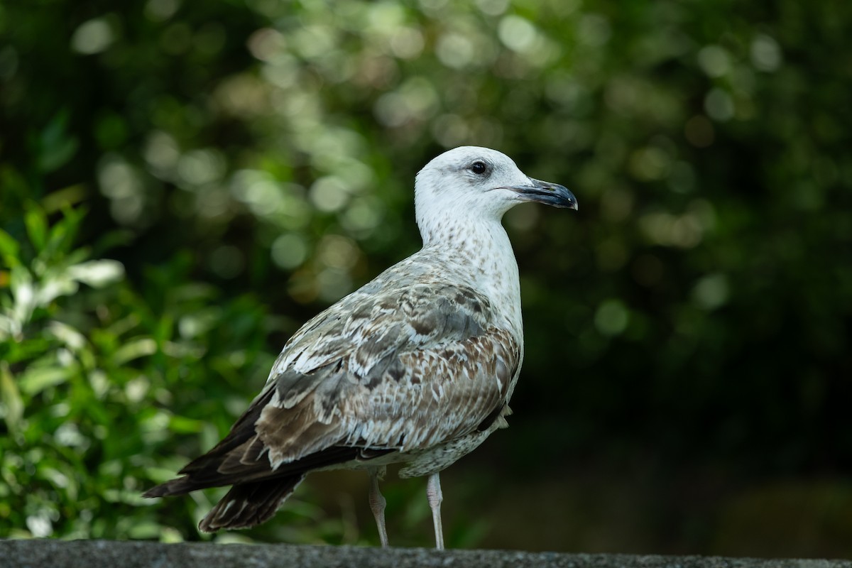 Gaviota Sombría - ML619662670