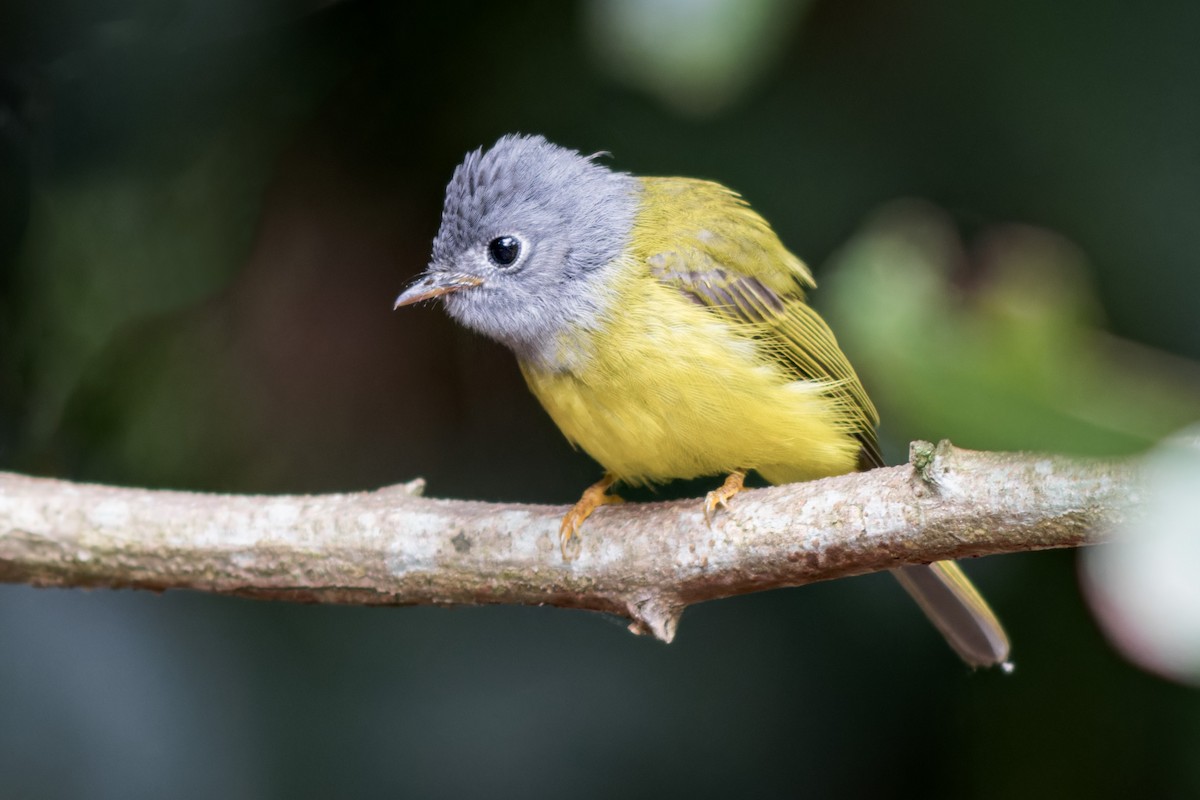 Gray-headed Canary-Flycatcher - Se Chea