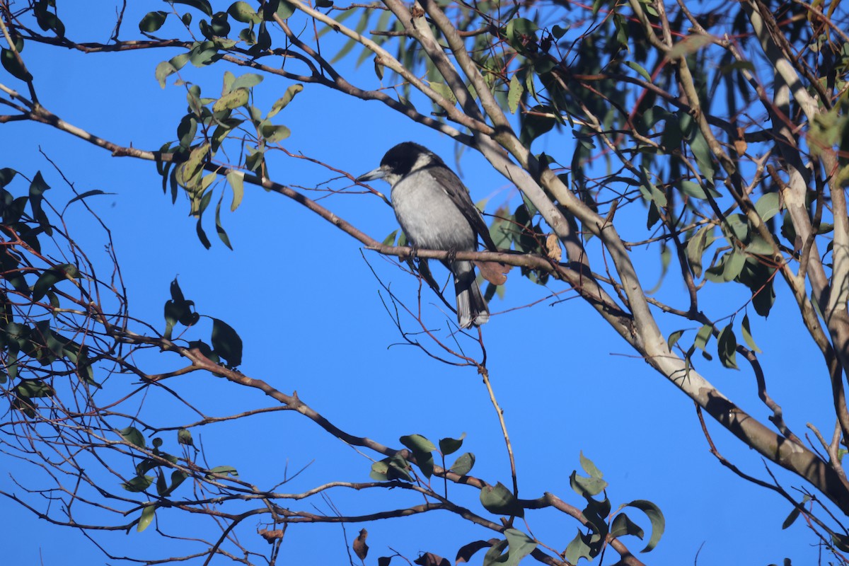 Gray Butcherbird - GEOFFREY SHINKFIELD