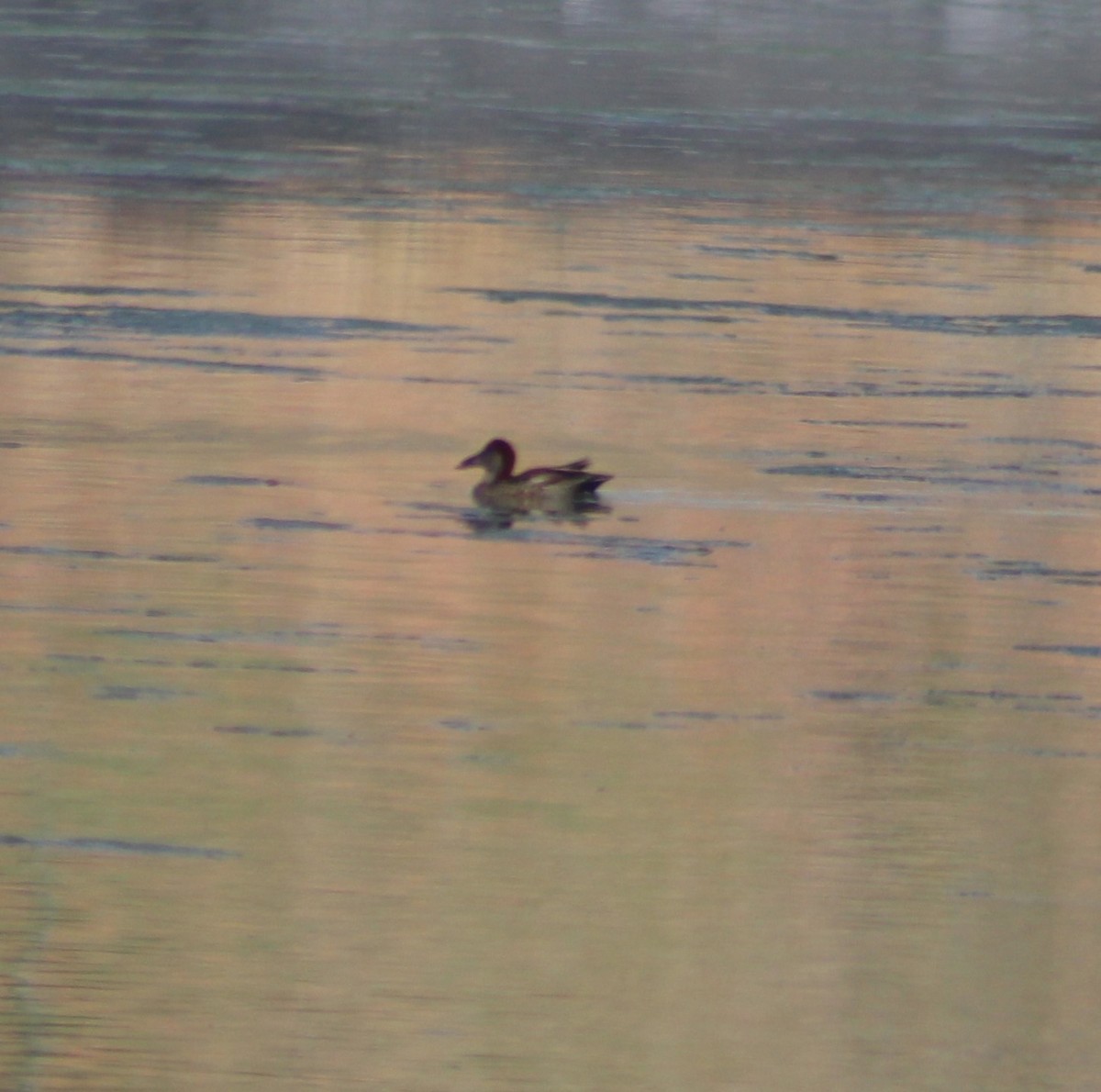 duck sp. - Marsha Painter