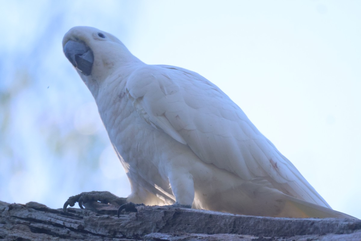 Sulphur-crested Cockatoo - GEOFFREY SHINKFIELD