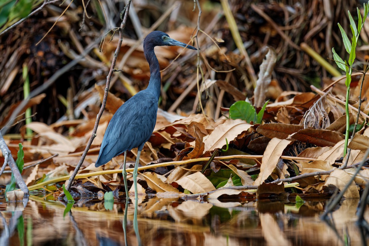 Little Blue Heron - Birding Guides