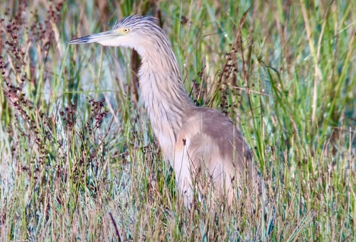 Squacco Heron - Patrick Finch