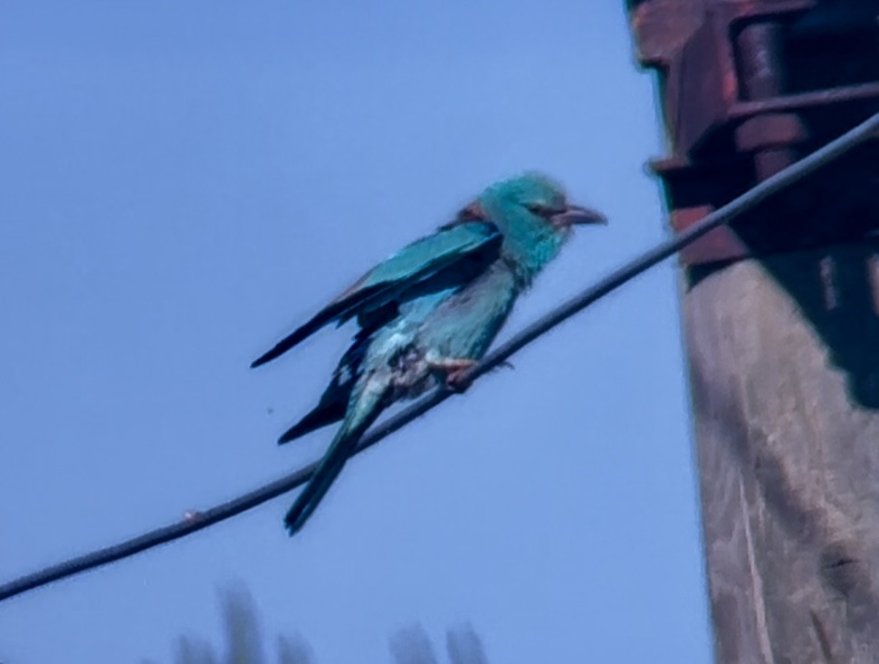 European Roller - Patrick Finch