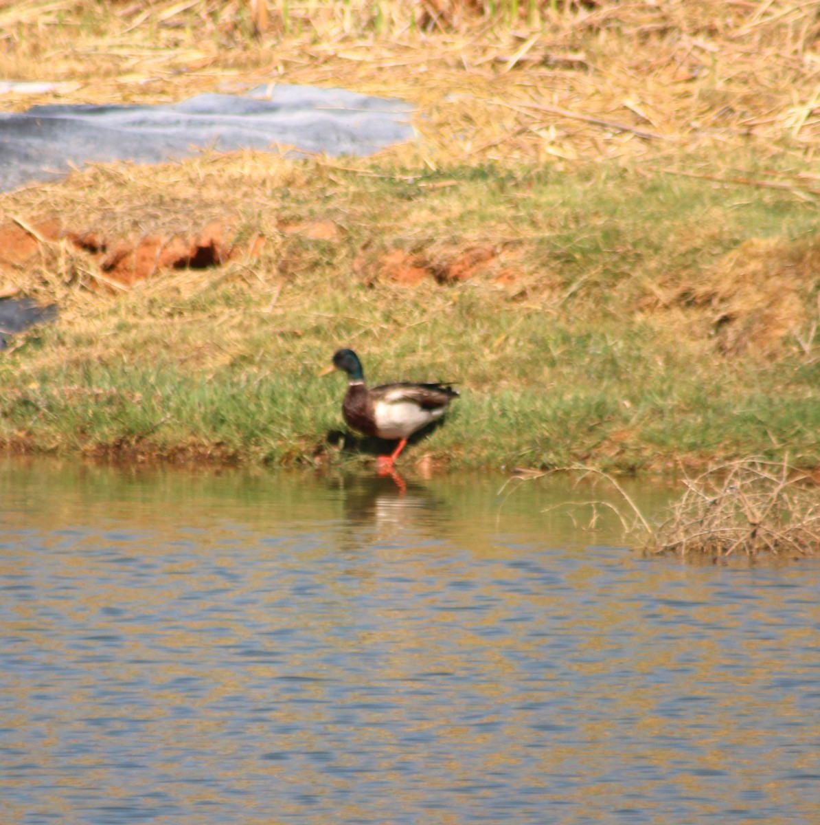 Mallard - Marsha Painter