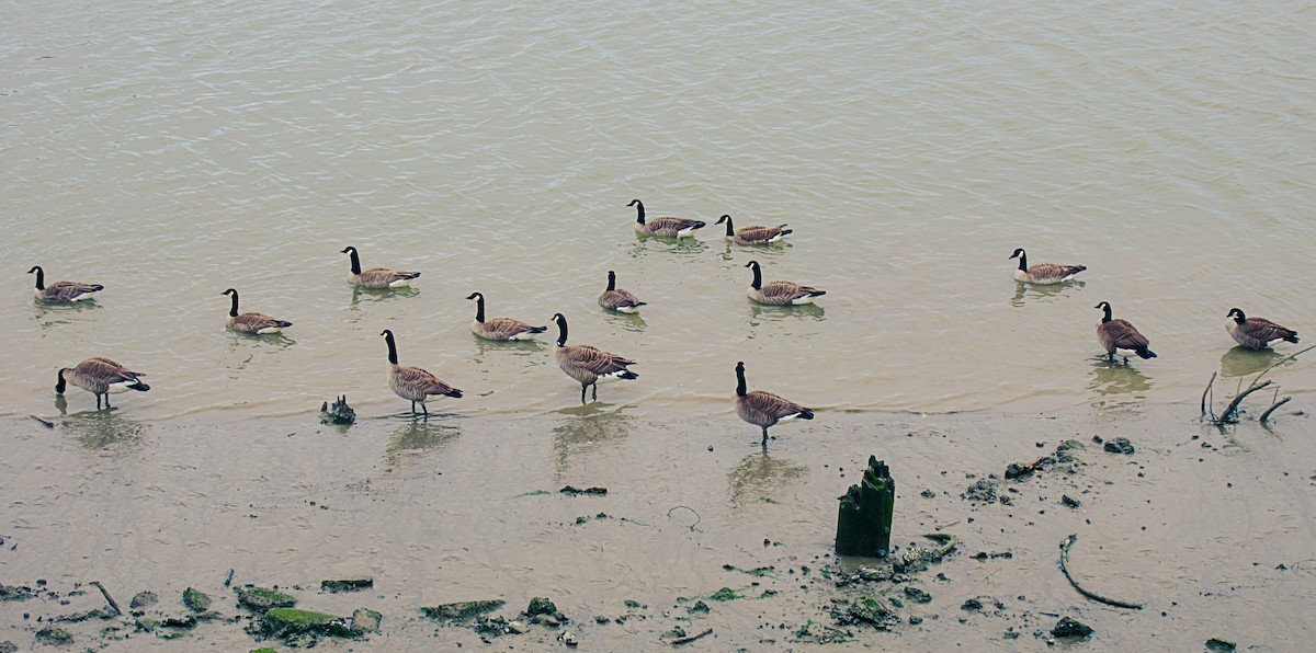 Canada Goose - Greg kerluke