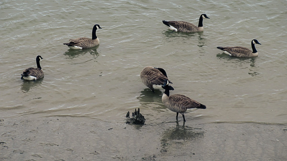 Canada Goose - Greg kerluke