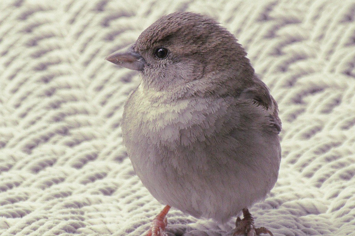 House Sparrow - Greg kerluke