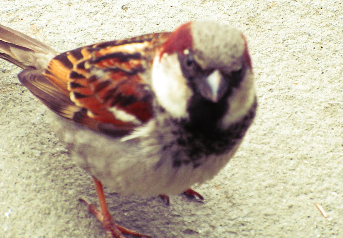 House Sparrow - Greg kerluke