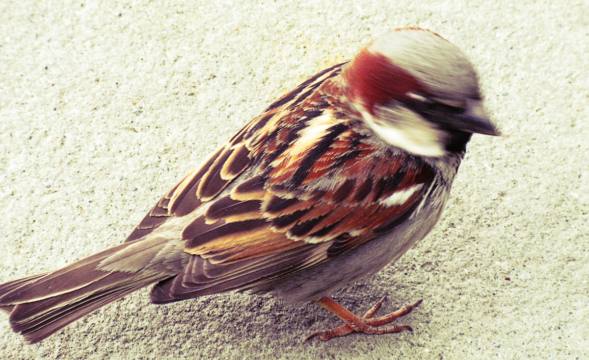 House Sparrow - Greg kerluke