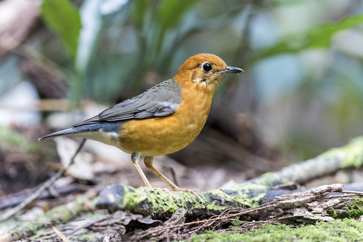 Orange-headed Thrush - Se Chea