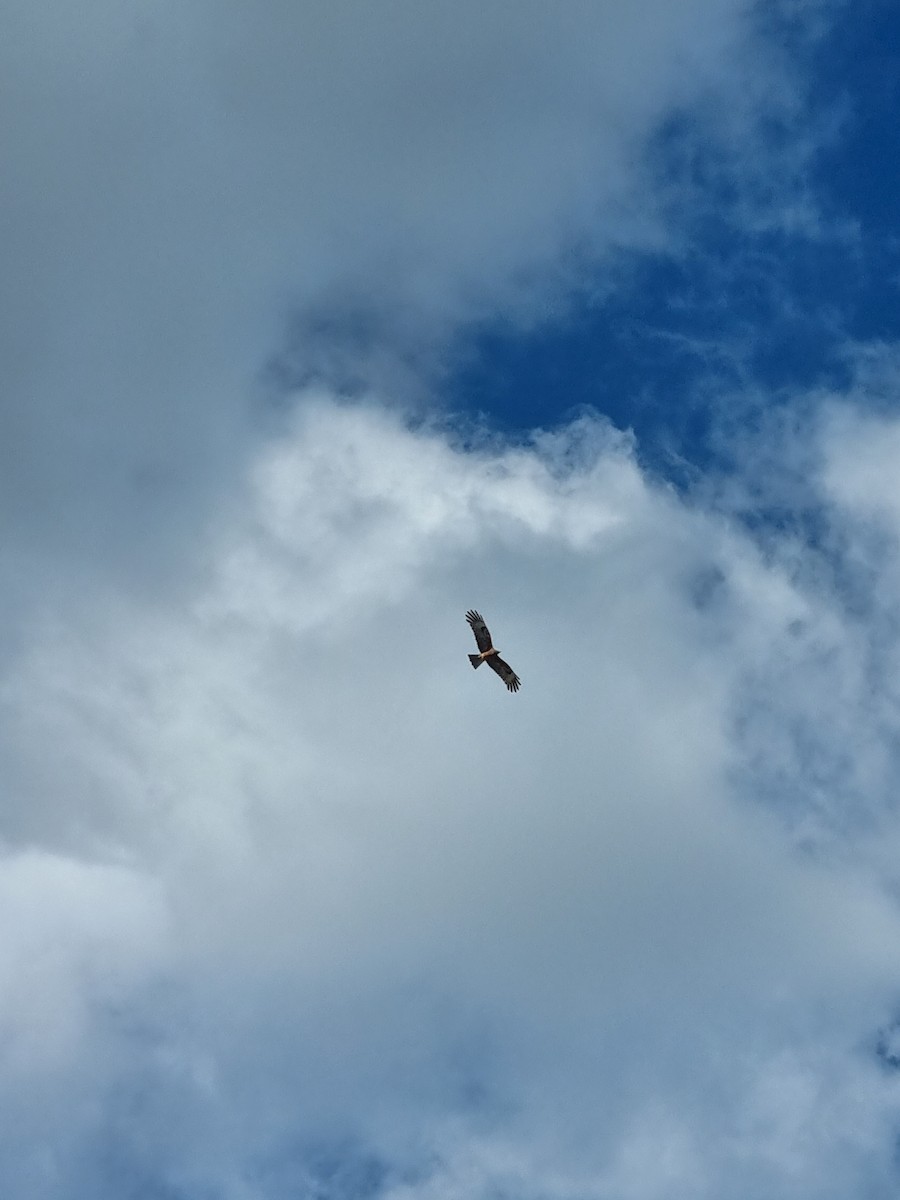 Square-tailed Kite - Benjamin Honan