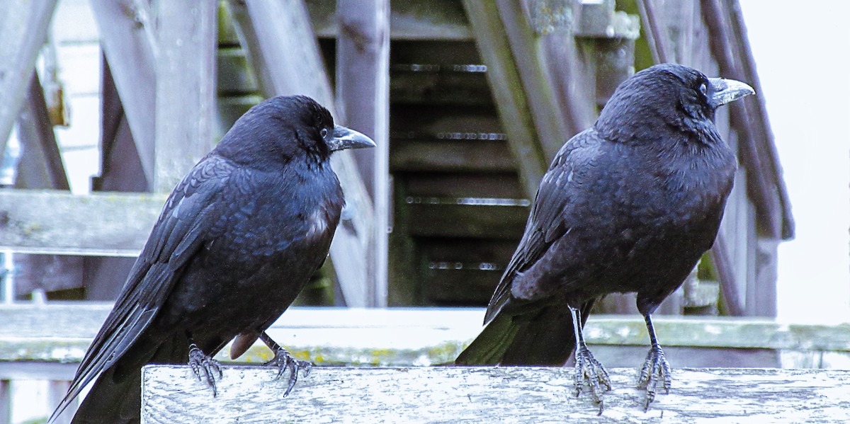 American Crow - Greg kerluke