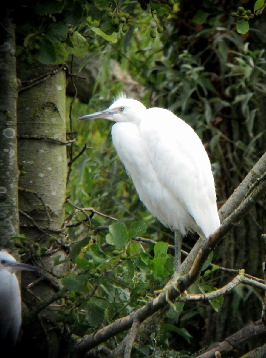 Little Egret - Peter Milinets-Raby