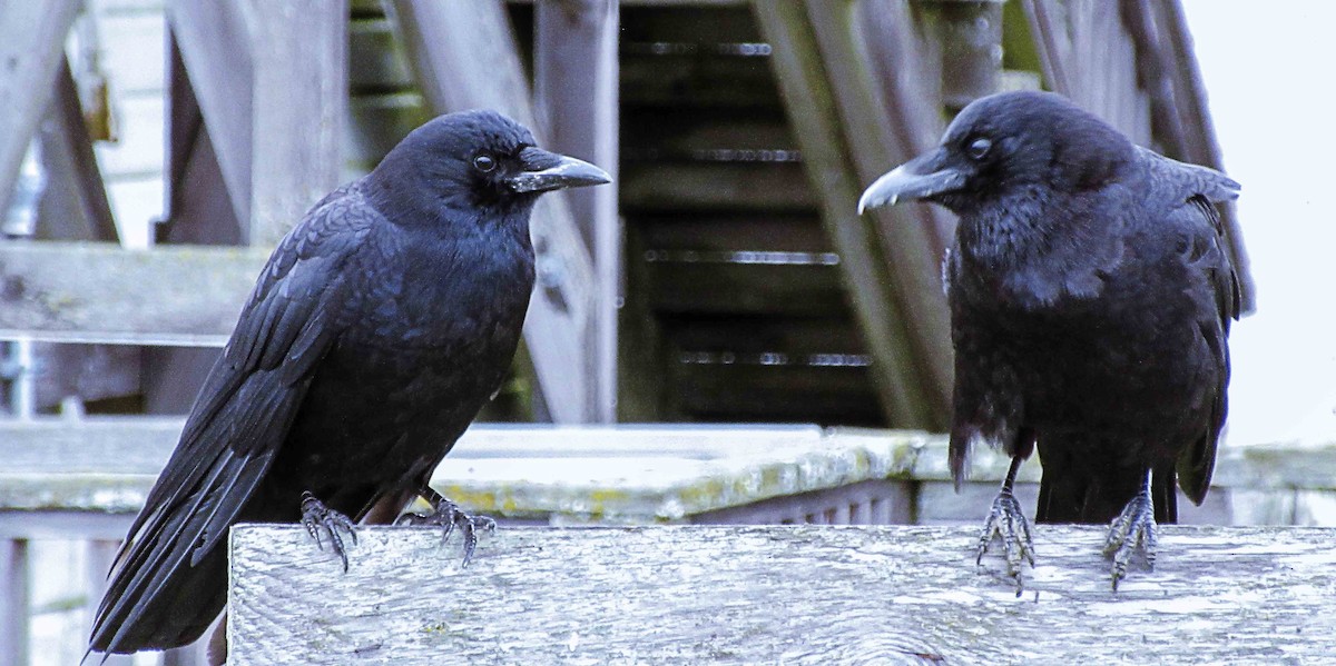 American Crow - Greg kerluke