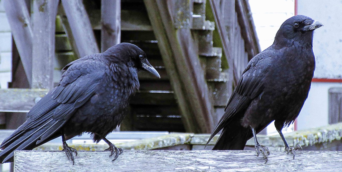 American Crow - Greg kerluke