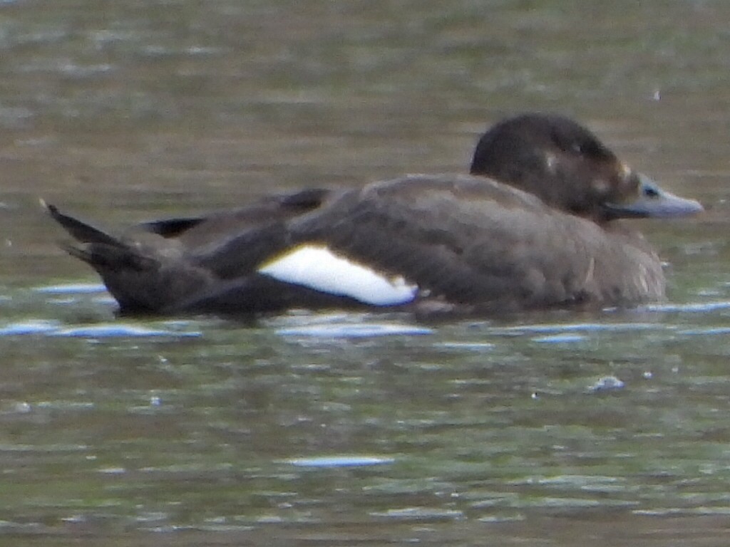 White-winged Scoter - Roy Lambert