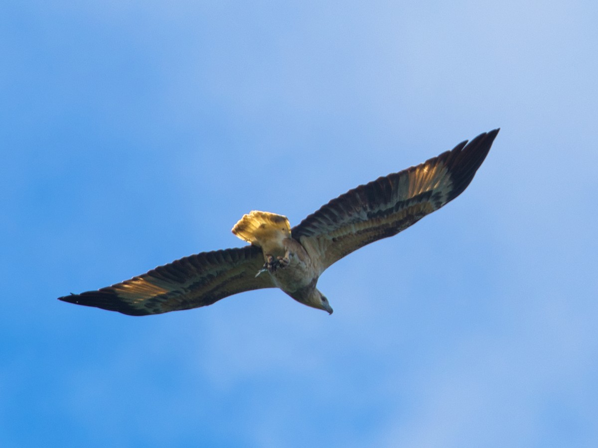 White-bellied Sea-Eagle - Helen Leonard