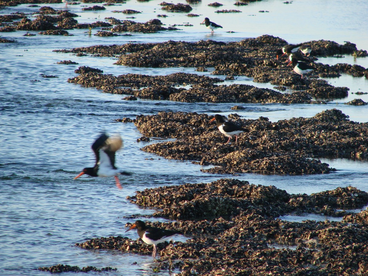 Pied Oystercatcher - Andrew Bishop