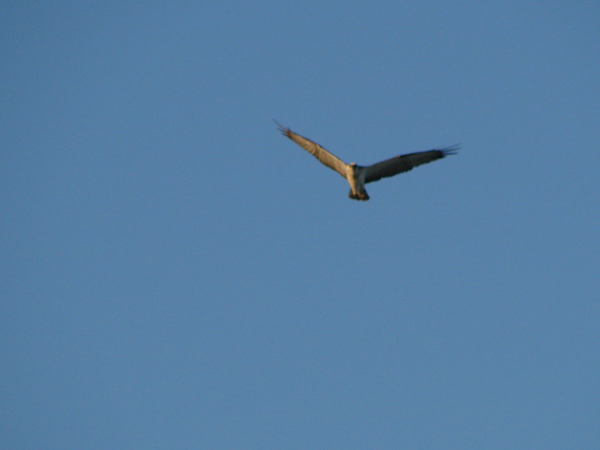 Osprey - Andrew Bishop